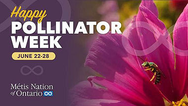 Happy Pollinator Week
